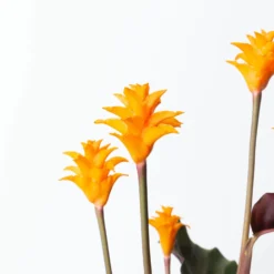 Calathea Crocata, Topf-Ø 14 Cm, Höhe Ca. 40 Cm -Garten Atmos Verkaufsgeschäft 0220160082 Calathea crocata T14 7 117630