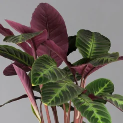 Calathea Warscewiczii, Topf-Ø 21 Cm. Höhe Ca. 80 Cm -Garten Atmos Verkaufsgeschäft 0220160163 Calathea warscewiczii 21cm Topf 1 124585