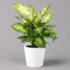 Dieffenbachie 'Compacta' Mit Keramiktopf Dallas Weiß, Topf-Ø12cm, Höhe Ca. 25 Cm -Garten Atmos Verkaufsgeschäft 0220170084 Dieffenbachia Compacta mit Topf Dallas weiss 1