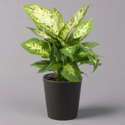 Garten Atmos Verkaufsgeschäft 30 Garten Atmos Verkaufsgeschäft -Garten Atmos Verkaufsgeschäft 0220170085 Dieffenbachia Compacta mit Topf Dallas anthrazit 1