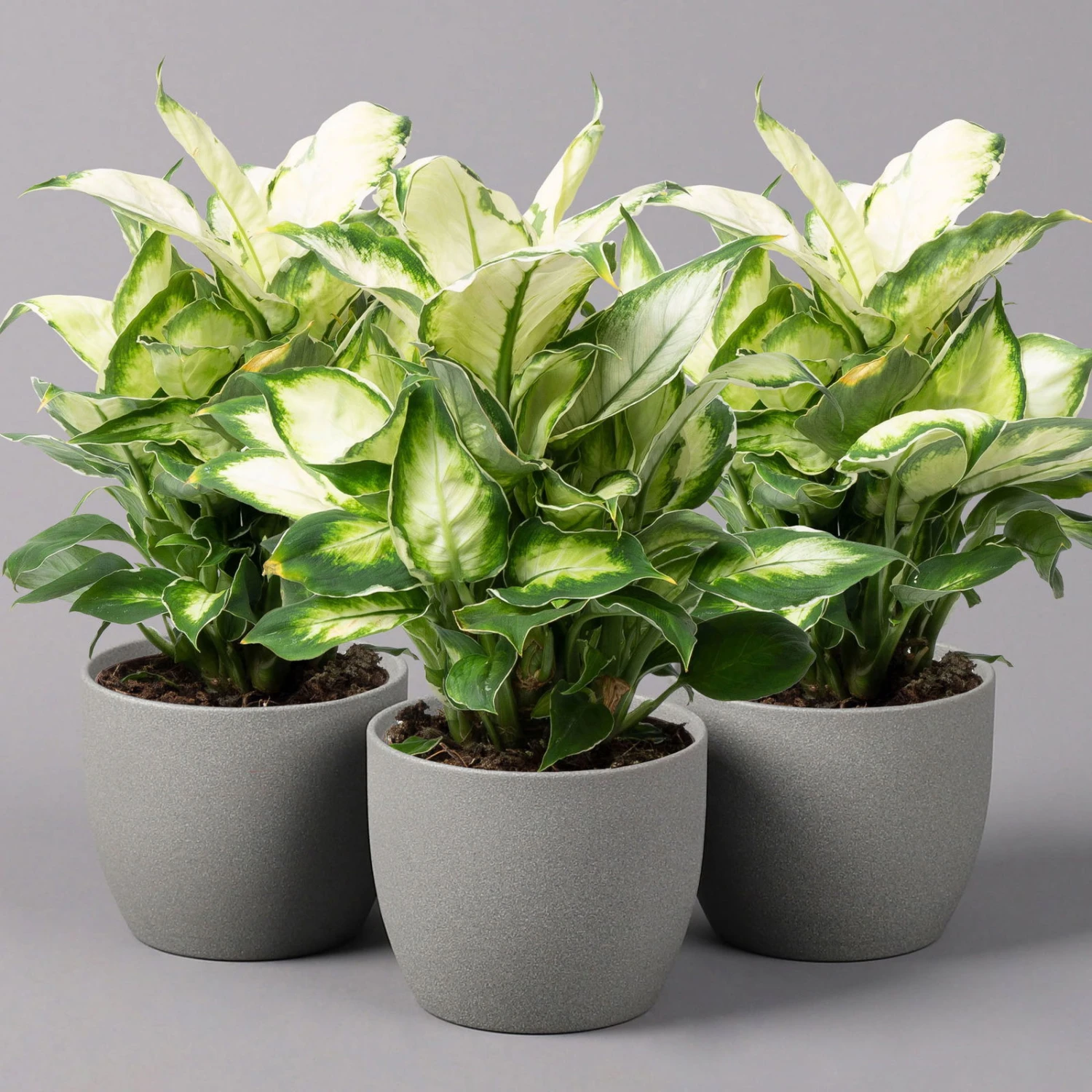 Dieffenbachie 'Cool Beauty', Topf-Ø12cm, Höhe Ca. 25 Cm, 3er-Set 3 Dieffenbachie 'Cool Beauty', Topf-Ø12cm, Höhe Ca. 25 Cm, 3er-Set