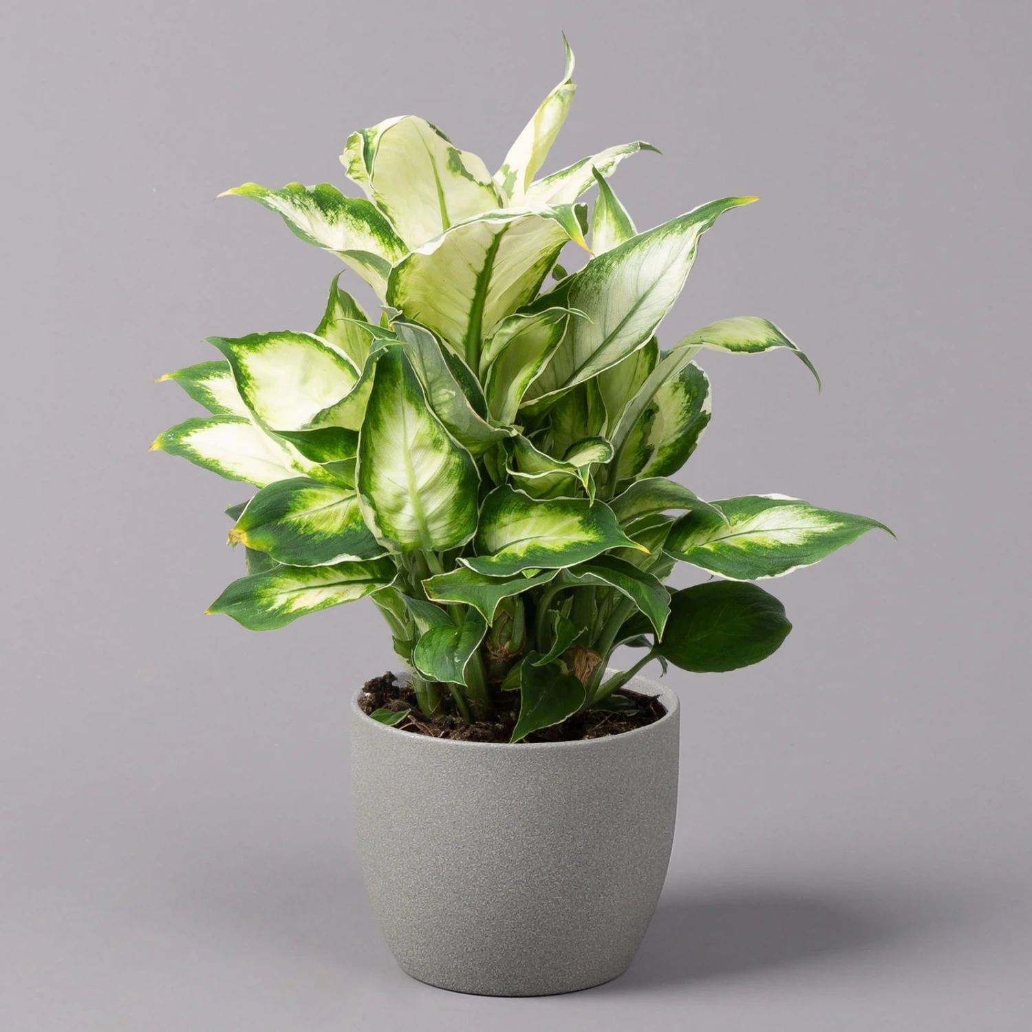 Dieffenbachie 'Cool Beauty', Topf-Ø12cm, Höhe Ca. 25 Cm, 3er-Set 4 Dieffenbachie 'Cool Beauty', Topf-Ø12cm, Höhe Ca. 25 Cm, 3er-Set – Bild 2