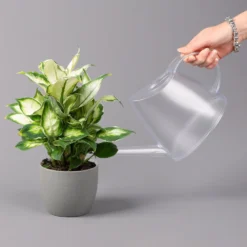 Dieffenbachie 'Cool Beauty', Topf-Ø12cm, Höhe Ca. 25 Cm, 3er-Set 12 Dieffenbachie 'Cool Beauty', Topf-Ø12cm, Höhe Ca. 25 Cm, 3er-Set -Garten Atmos Verkaufsgeschäft 0220170094 Dieffenbachia Cool Beauty 3er Set 42