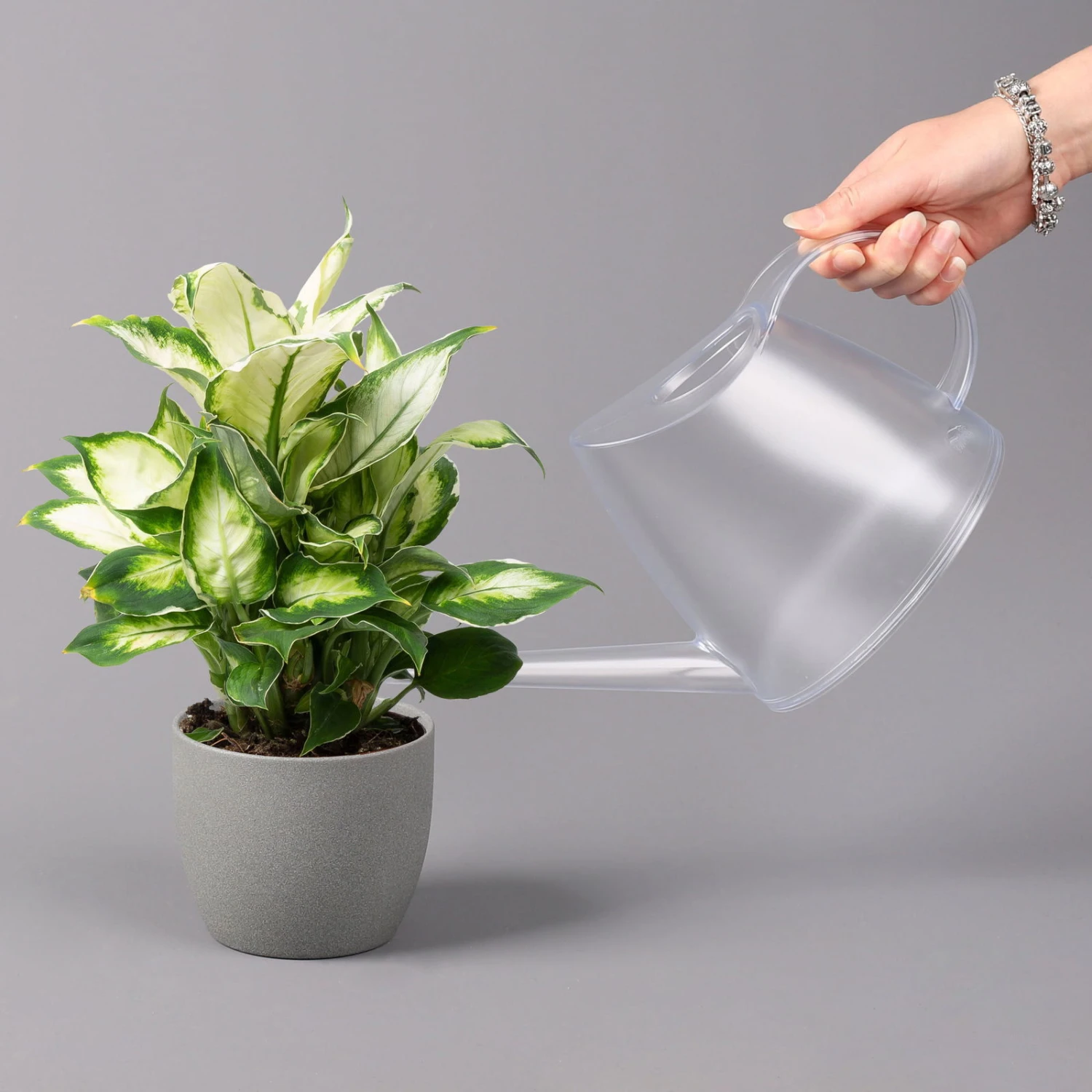 Dieffenbachie 'Cool Beauty', Topf-Ø12cm, Höhe Ca. 25 Cm, 3er-Set 6 Dieffenbachie 'Cool Beauty', Topf-Ø12cm, Höhe Ca. 25 Cm, 3er-Set – Bild 4