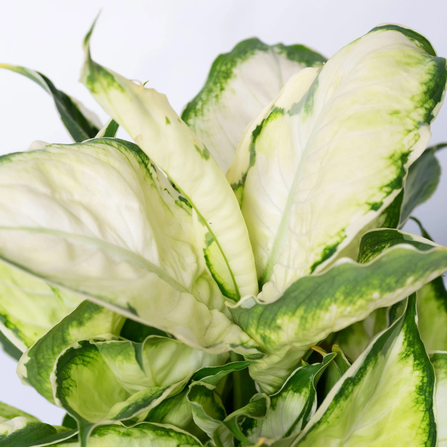 Dieffenbachie 'Cool Beauty', Topf-Ø12cm, Höhe Ca. 25 Cm, 3er-Set 7 Dieffenbachie 'Cool Beauty', Topf-Ø12cm, Höhe Ca. 25 Cm, 3er-Set – Bild 5