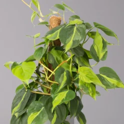 Philodendron 'Brasil', Am Moosstab, Topf-Ø 15 Cm, Höhe Ca. 55 Cm -Garten Atmos Verkaufsgeschäft 0220180129 Philodendron Scandens Brasil Moosstab 15cm 2 114640