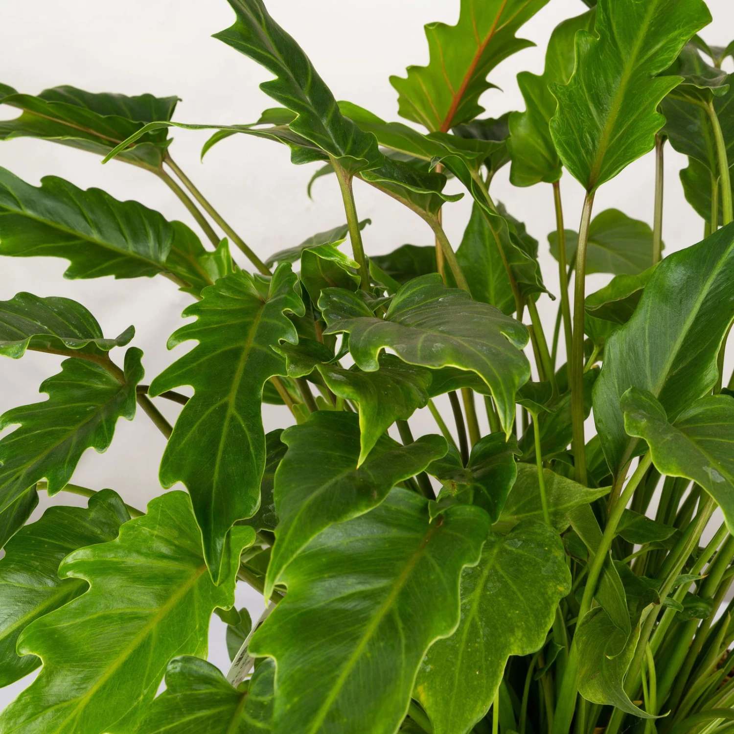 Philodendron Xanadu Im Korb Gaby Natur, Topf-Ø 21 Cm, Höhe Ca. 30-50 Cm 4 Philodendron Xanadu Im Korb Gaby Natur, Topf-Ø 21 Cm, Höhe Ca. 30-50 Cm – Bild 2