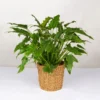 Philodendron Xanadu Im Korb Gaby Natur, Topf-Ø 21 Cm, Höhe Ca. 30-50 Cm 1 Philodendron Xanadu Im Korb Gaby Natur, Topf-Ø 21 Cm, Höhe Ca. 30-50 Cm -Garten Atmos Verkaufsgeschäft 0220180137 Philoderndron Xanandu im Dekokorb Gaby T21 WS 8 120938