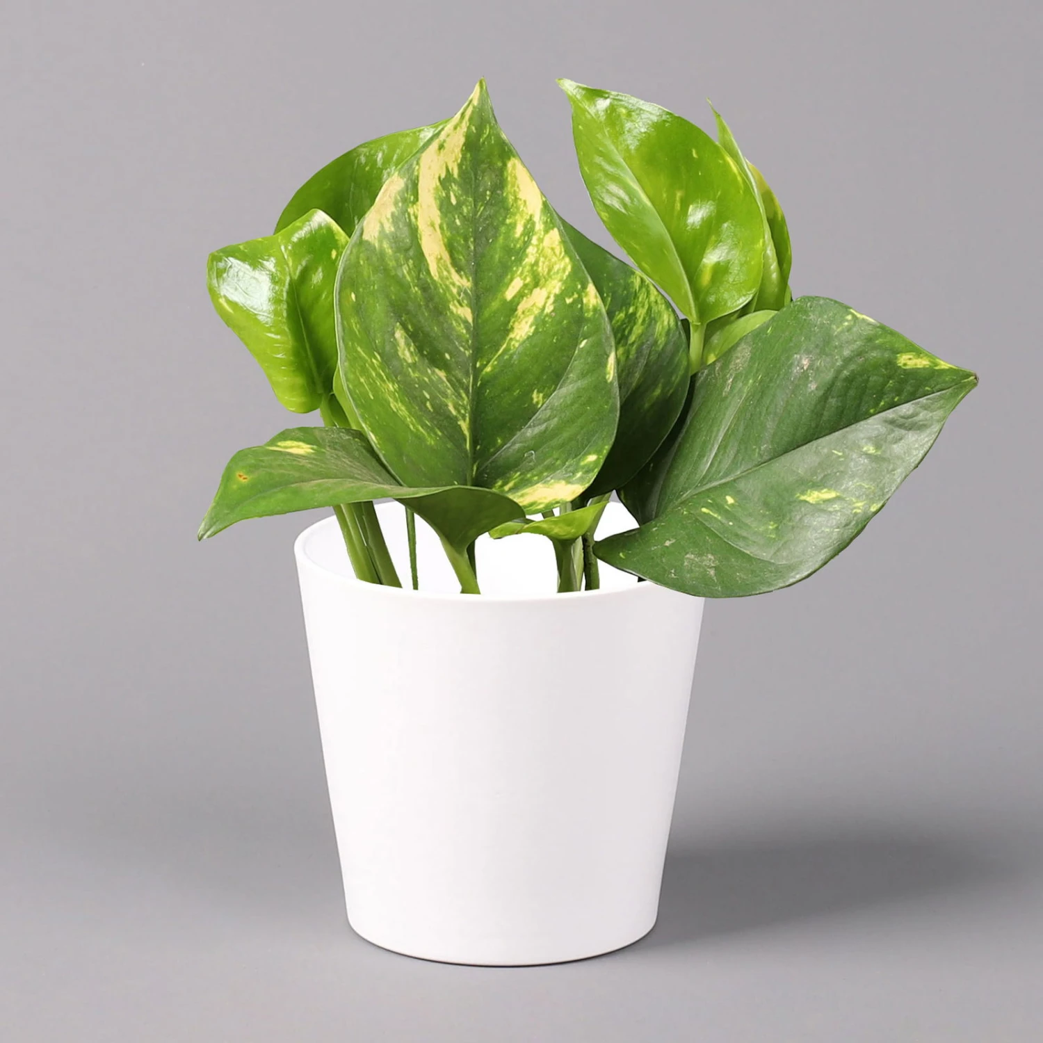 Efeutute Mit Keramiktopf Dallas Weiß, Topf-Ø 12 Cm, Höhe Ca. 15 Cm 3 Efeutute Mit Keramiktopf Dallas Weiß, Topf-Ø 12 Cm, Höhe Ca. 15 Cm