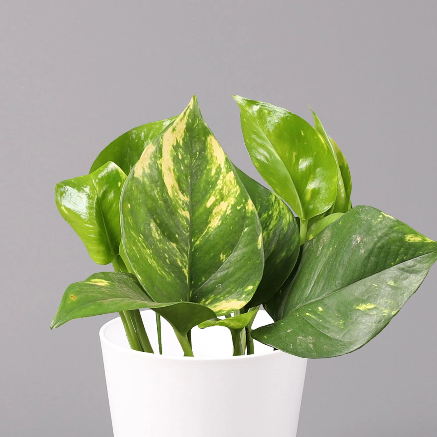 Efeutute Mit Keramiktopf Dallas Weiß, Topf-Ø 12 Cm, Höhe Ca. 15 Cm 4 Efeutute Mit Keramiktopf Dallas Weiß, Topf-Ø 12 Cm, Höhe Ca. 15 Cm – Bild 2