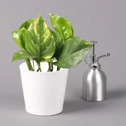 Efeutute Mit Keramiktopf Dallas Weiß, Topf-Ø 12 Cm, Höhe Ca. 15 Cm 10 Efeutute Mit Keramiktopf Dallas Weiß, Topf-Ø 12 Cm, Höhe Ca. 15 Cm -Garten Atmos Verkaufsgeschäft 0220180187 Epipremum pinn Dallas weiss 3