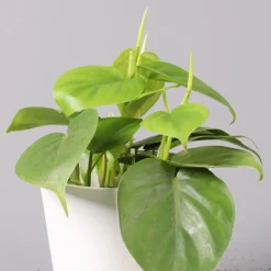 Philodendron Scandens In Keramiktopf Dallas Weiß, Topf-Ø 12 Cm, Höhe Ca 20 Cm -Garten Atmos Verkaufsgeschäft 0220180190 Philo scandens inkl Topf Dallas weiss 2 Anschnitt2