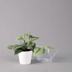 Scindapsus Pictus 'Trebie' In Keramiktopf Dallas Weiß, Topf-Ø 12 Cm -Garten Atmos Verkaufsgeschäft 0220180202 Scindapsus pictus Trebie mit Dallas weiss 12cm WS 3