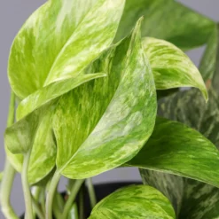 Efeutute 'Marble Queen' Inkl. Übertopf Vibes Blau, Topf-Ø 12 Cm, Höhe Ca. 15 Cm -Garten Atmos Verkaufsgeschäft 0220180206 Epipr Marble Queen Topf Dallas anthrazit 43 1