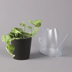 Gefleckte Efeutute 'Argyraeus, In Keramiktopf Anthrazit, Topf-Ø 12 Cm, 3er-Set -Garten Atmos Verkaufsgeschäft 0220180211 Scind pict Argyraeus Topf Dallas anthrazit 3