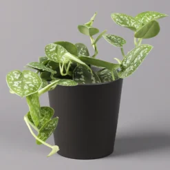 Gefleckte Efeutute 'Argyraeus, In Keramiktopf Anthrazit, Topf-Ø 12cm, 2er-Set -Garten Atmos Verkaufsgeschäft 0220180213 Scind pict Argyraeus Topf Dallas anthrazit 1