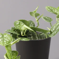 Gefleckte Efeutute 'Argyraeus, In Keramiktopf Anthrazit, Topf-Ø 12cm, 2er-Set -Garten Atmos Verkaufsgeschäft 0220180213 Scind pict Argyraeus Topf Dallas anthrazit 2