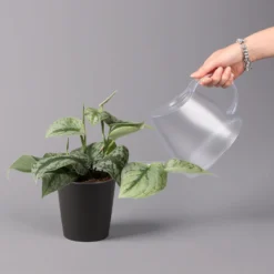 Gefleckte Efeutute 'Trebie' In Keramiktopf Dallas Anthrazit, Topf-Ø 12 Cm -Garten Atmos Verkaufsgeschäft 0220180215 Scindapsus pictus Trebie mit Dallas anth 12cm WS 4