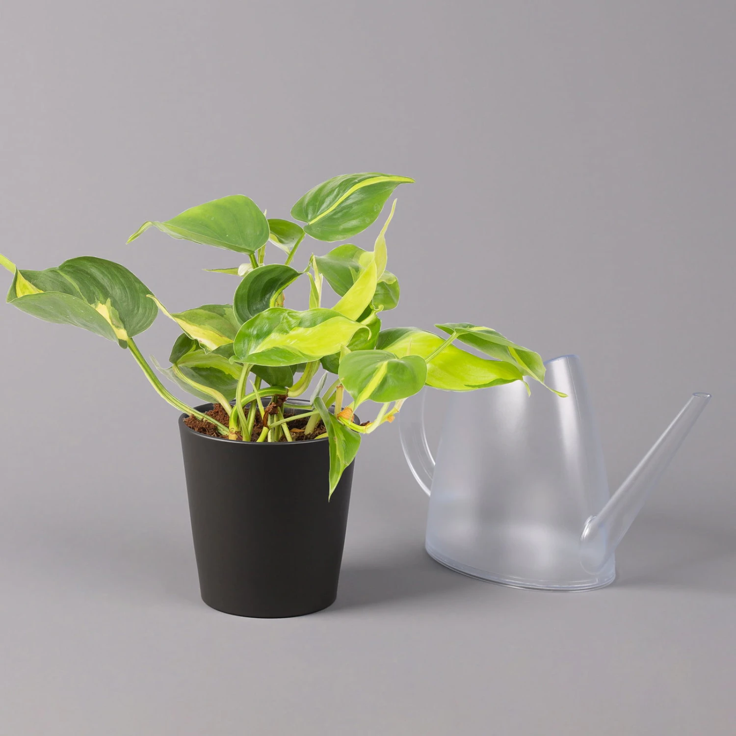 Philodendron 'Brasil' In Keramiktopf Dallas Anthrazit, Topf-Ø 12cm, 2er-Set 6 Philodendron 'Brasil' In Keramiktopf Dallas Anthrazit, Topf-Ø 12cm, 2er-Set – Bild 4