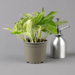 Garten Atmos Verkaufsgeschäft 34 Garten Atmos Verkaufsgeschäft -Garten Atmos Verkaufsgeschäft 0220180373 0220180374 0220180375 0220180376 Epipremnum Marble queen 125502