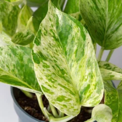 Efeutute 'Marble Queen' Inkl. Übertopf Vibes Blau, Topf-Ø 12 Cm, Höhe Ca. 15 Cm -Garten Atmos Verkaufsgeschäft 0220180373 0220180374 0220180375 0220180376 Epipremnum Marble queen 7 124941 1