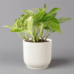 Efeutute 'Marble Queen' Inkl. Übertopf Vibes Weiß, Topf-Ø 12 Cm, Höhe Ca. 15 Cm