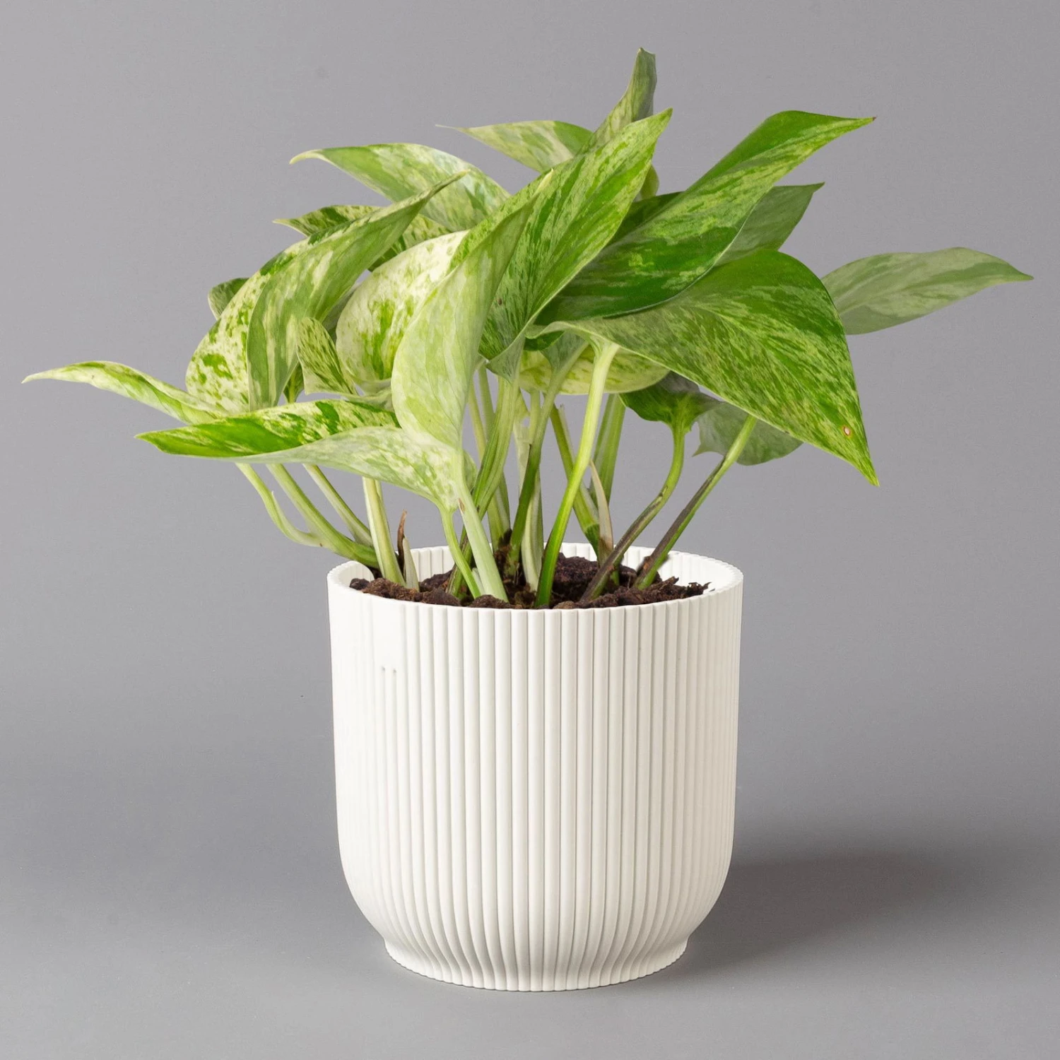 Efeutute 'Marble Queen' Inkl. Übertopf Vibes Weiß, Topf-Ø 12 Cm, Höhe Ca. 15 Cm 3 Efeutute 'Marble Queen' Inkl. Übertopf Vibes Weiß, Topf-Ø 12 Cm, Höhe Ca. 15 Cm
