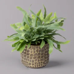 Phlebodium Aureum Mit Übertopf Goldprint, Topf-Ø 12 Cm, Höhe Ca. 30 Cm, 2er-Set 10 Phlebodium Aureum Mit Übertopf Goldprint, Topf-Ø 12 Cm, Höhe Ca. 30 Cm, 2er-Set -Garten Atmos Verkaufsgeschäft 0220190172 Phlebodium in Keramiktopf Goldprint 12cmT H30cm 2er Set Bunnik 1 117644