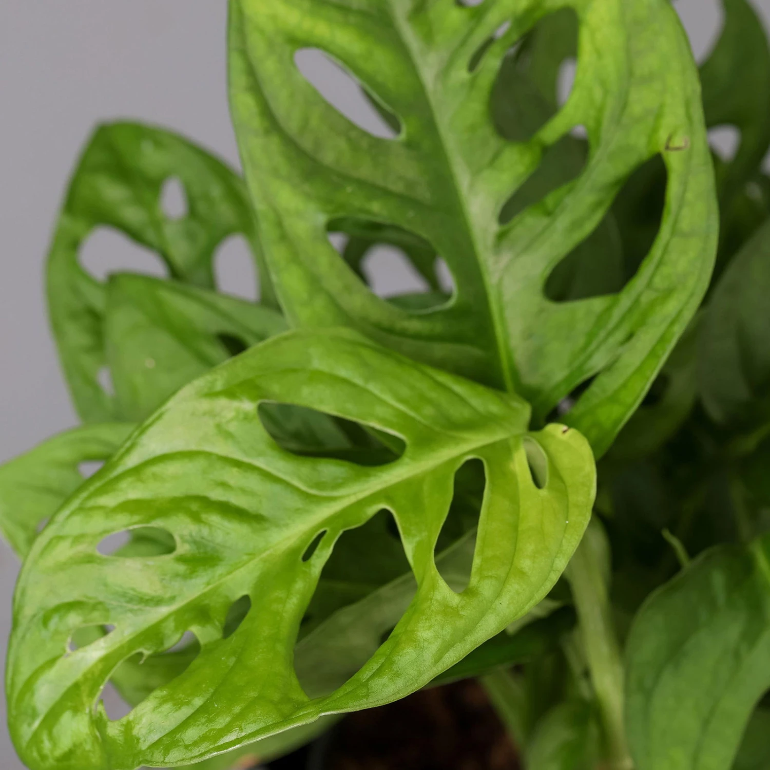 Monstera Adansonii Mit Keramiktopf Dallas Weiß, Topf-Ø 12 Cm, Höhe Ca. 25 Cm 6 Monstera Adansonii Mit Keramiktopf Dallas Weiß, Topf-Ø 12 Cm, Höhe Ca. 25 Cm – Bild 4