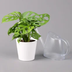 Monstera Adansonii Mit Keramiktopf Weiß, Topf-Ø 12 Cm, Höhe Ca. 25 Cm, 2er-Set -Garten Atmos Verkaufsgeschäft 0220350064 Monstera adansonii Dallas weiss 3
