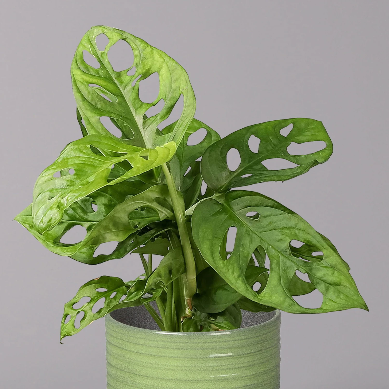 Monstera Adansonii In Keramiktopf Bergamo Grün, Topf-Ø 12 Cm, Höhe Ca. 25 Cm 4 Monstera Adansonii In Keramiktopf Bergamo Grün, Topf-Ø 12 Cm, Höhe Ca. 25 Cm – Bild 2