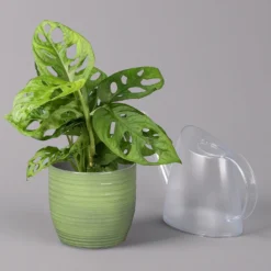 Monstera Adansonii In Keramiktopf Bergamo Grün, Topf-Ø 12 Cm, Höhe Ca. 25 Cm 10 Monstera Adansonii In Keramiktopf Bergamo Grün, Topf-Ø 12 Cm, Höhe Ca. 25 Cm -Garten Atmos Verkaufsgeschäft 0220350098 Monstera adans in Uebertopf Bergamo gruen 3