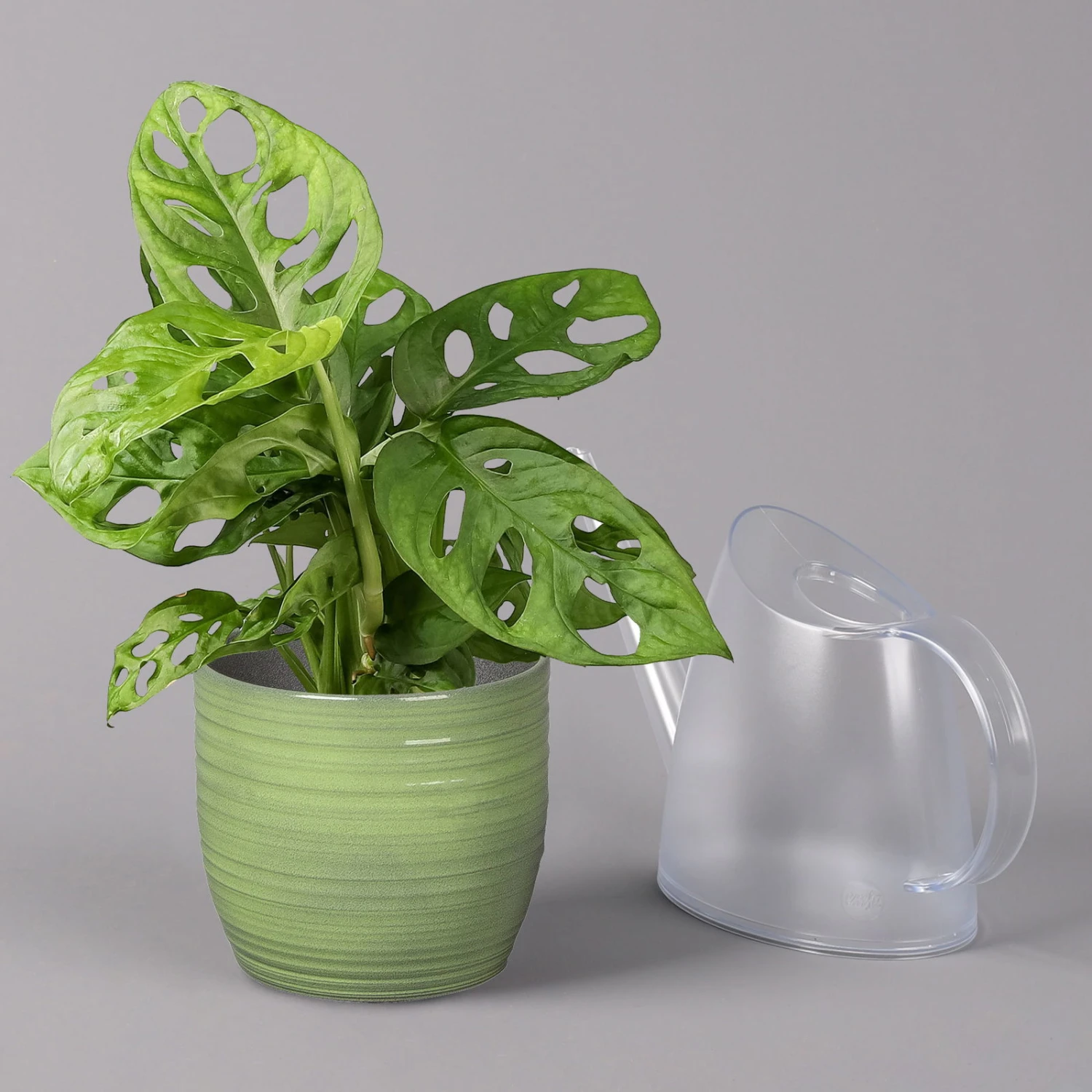 Monstera Adansonii In Keramiktopf Bergamo Grün, Topf-Ø 12 Cm, Höhe Ca. 25 Cm 5 Monstera Adansonii In Keramiktopf Bergamo Grün, Topf-Ø 12 Cm, Höhe Ca. 25 Cm – Bild 3