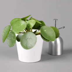 Pilea Peperomioides In Topf Dallas Weiß, Topf-Ø 12 Cm, Höhe Ca. 20 Cm -Garten Atmos Verkaufsgeschäft 0220450175 Pilea peperomioides Dallas weiss 32