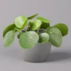 Pilea Peperomioides, Topf-Ø 12 Cm, Höhe Ca. 20 Cm