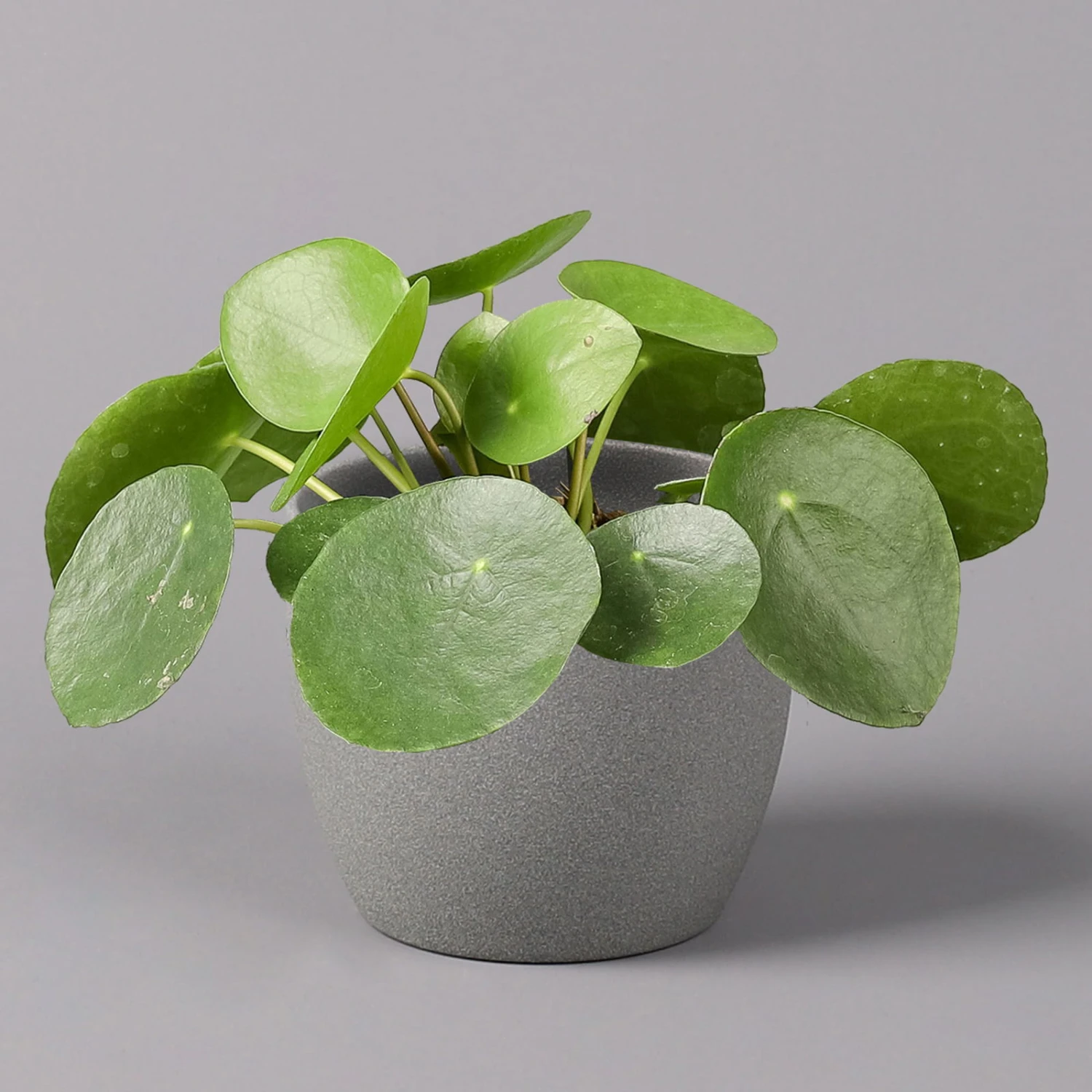 Pilea Peperomioides, Topf-Ø 12 Cm, Höhe Ca. 20 Cm