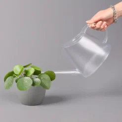 Pilea Peperomioides, Topf-Ø 12 Cm, Höhe Ca. 20 Cm -Garten Atmos Verkaufsgeschäft 0220450178 Pilea peperomoides T12 32