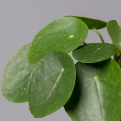 Pilea Peperomioides, Topf-Ø 12 Cm, Höhe Ca. 20 Cm -Garten Atmos Verkaufsgeschäft 0220450178 Pilea peperomoides T12 42