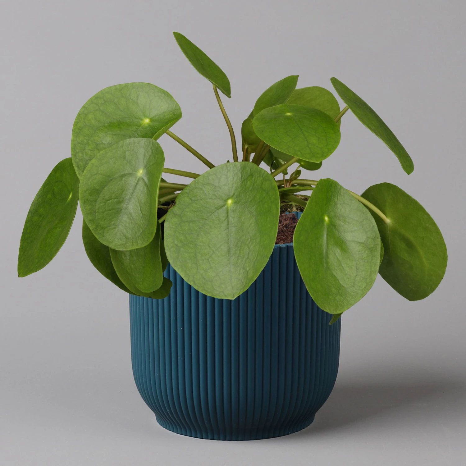 Pilea Peperomioides In Übertopf Vibes Blau, Topf-Ø 12 Cm, H: Ca. 20 Cm 3 Pilea Peperomioides In Übertopf Vibes Blau, Topf-Ø 12 Cm, H: Ca. 20 Cm