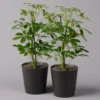 Strahlenaralie 'Nora' Inkl. Übertopf Dallas Anthrazit, Topf-Ø 13 Cm , 2er-Set -Garten Atmos Verkaufsgeschäft 0220550539 Schefflera Nora im Topf Dallas anthr 2er Set2