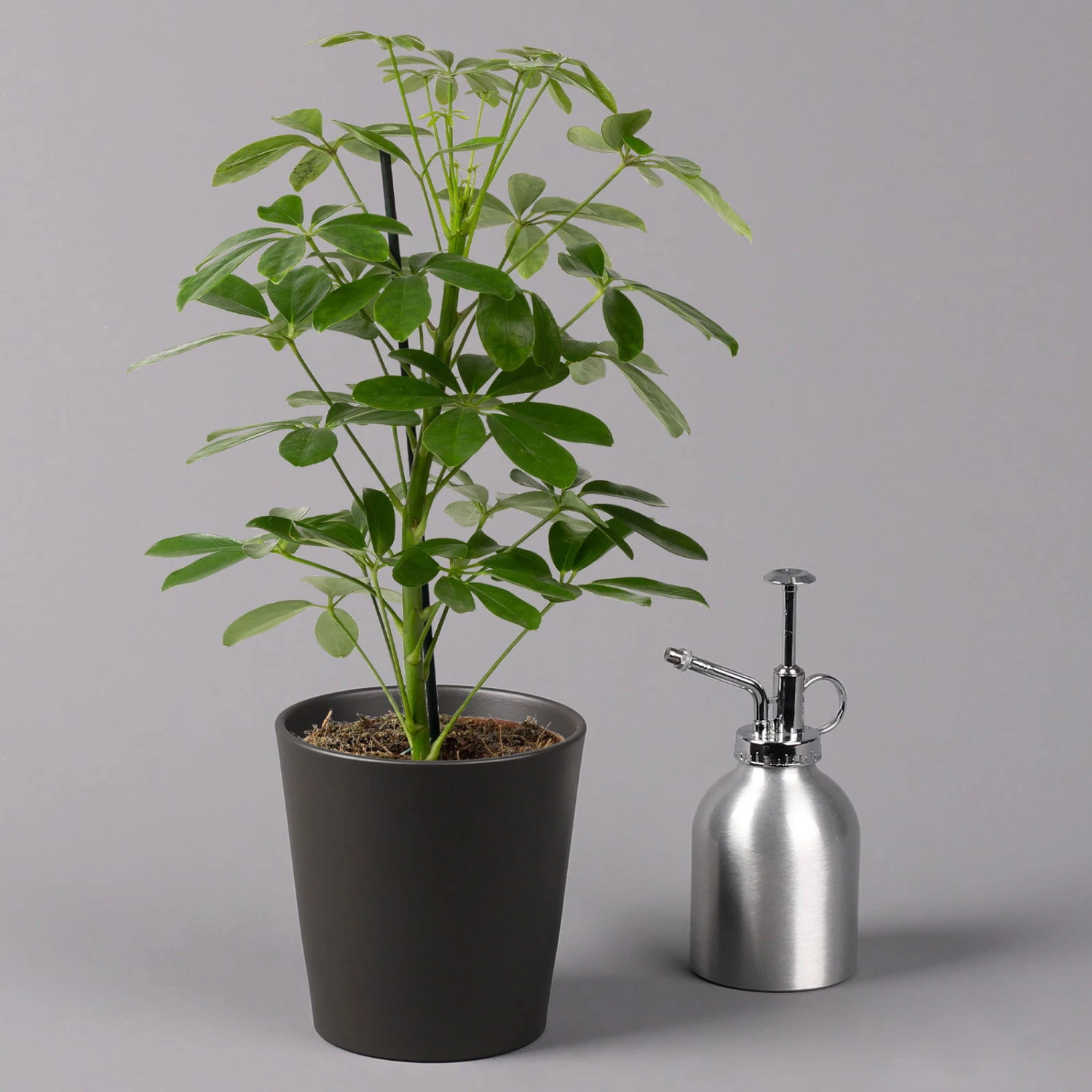 Strahlenaralie 'Nora' Inkl. Übertopf Dallas Anthrazit, Topf-Ø 13 Cm , 2er-Set 6 Strahlenaralie 'Nora' Inkl. Übertopf Dallas Anthrazit, Topf-Ø 13 Cm , 2er-Set – Bild 4