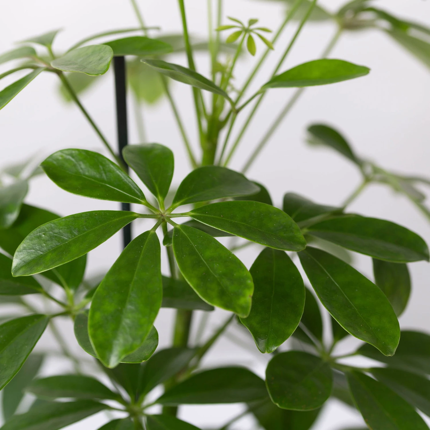 Strahlenaralie 'Nora' Inkl. Übertopf Dallas Anthrazit, Topf-Ø 13 Cm , 2er-Set 7 Strahlenaralie 'Nora' Inkl. Übertopf Dallas Anthrazit, Topf-Ø 13 Cm , 2er-Set – Bild 5