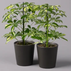 Strahlenaralie 'Gerda' In Keramiktopf Anthrazit, Topf-Ø 13cm, Höhe 55cm, 2er-Set