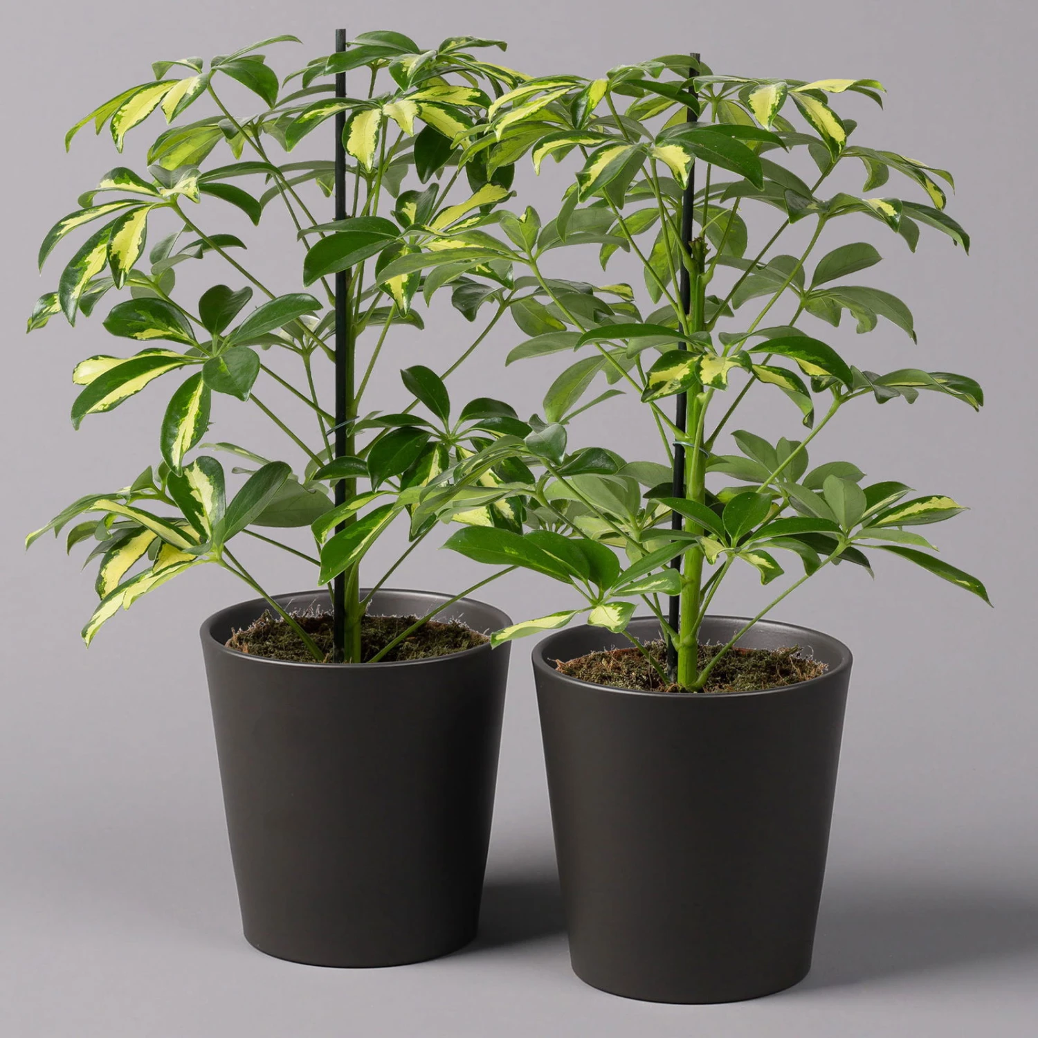 Strahlenaralie 'Gerda' In Keramiktopf Anthrazit, Topf-Ø 13cm, Höhe 55cm, 2er-Set 3 Strahlenaralie 'Gerda' In Keramiktopf Anthrazit, Topf-Ø 13cm, Höhe 55cm, 2er-Set