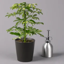 Strahlenaralie 'Gerda' In Keramiktopf Anthrazit, Topf-Ø 13cm, Höhe 55cm, 2er-Set 13 Strahlenaralie 'Gerda' In Keramiktopf Anthrazit, Topf-Ø 13cm, Höhe 55cm, 2er-Set -Garten Atmos Verkaufsgeschäft 0220550545 Schefflera Gerda im Topf Dallas anthr 3