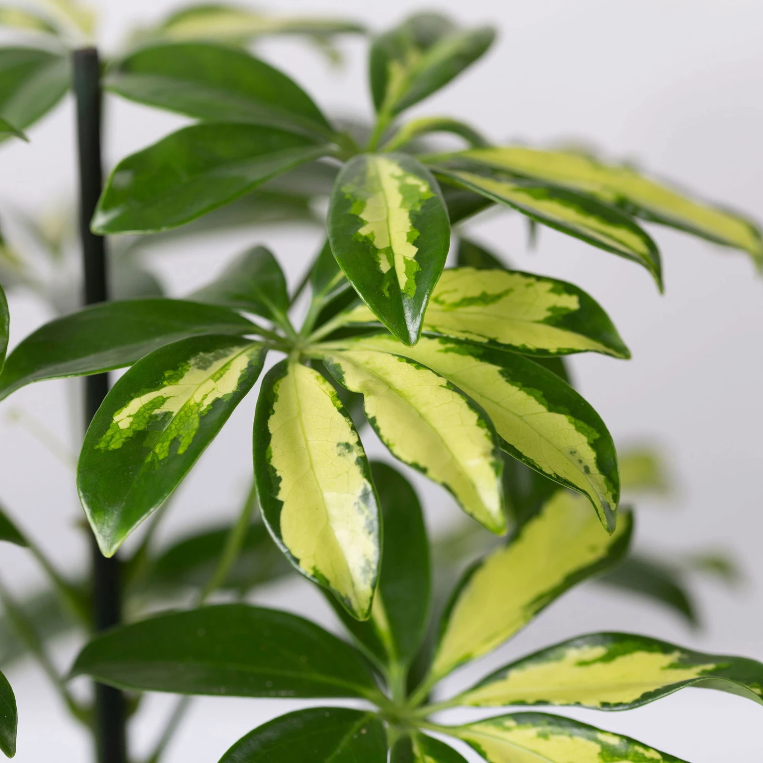 Strahlenaralie 'Gerda' In Keramiktopf Anthrazit, Topf-Ø 13cm, Höhe 55cm, 2er-Set 7 Strahlenaralie 'Gerda' In Keramiktopf Anthrazit, Topf-Ø 13cm, Höhe 55cm, 2er-Set – Bild 5