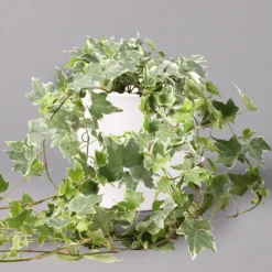 Hedera Helix 'Variegata' In Keramiktopf Dallas Weiß, Topf-Ø 12/13 Cm