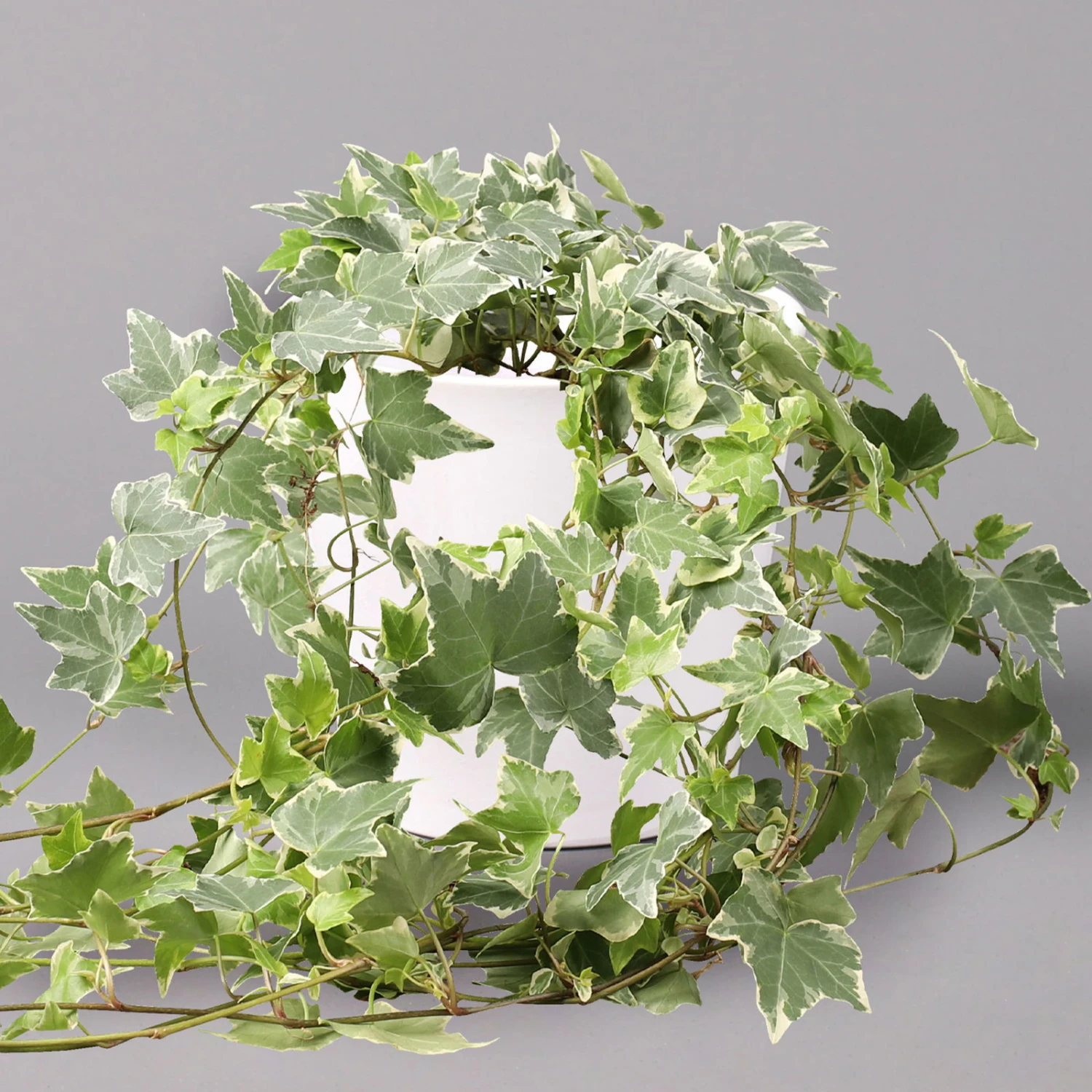 Hedera Helix 'Variegata' In Keramiktopf Dallas Weiß, Topf-Ø 12/13 Cm 3 Hedera Helix 'Variegata' In Keramiktopf Dallas Weiß, Topf-Ø 12/13 Cm