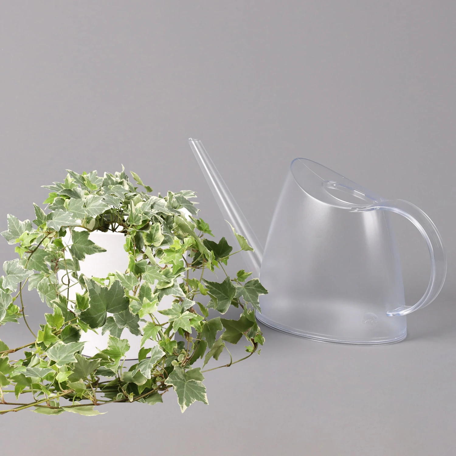 Hedera Helix 'Variegata' In Keramiktopf Dallas Weiß, Topf-Ø 12/13 Cm 5 Hedera Helix 'Variegata' In Keramiktopf Dallas Weiß, Topf-Ø 12/13 Cm – Bild 3