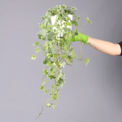 Hedera Helix 'Variegata' In Keramiktopf Dallas Weiß, Topf-Ø 12/13 Cm 12 Hedera Helix 'Variegata' In Keramiktopf Dallas Weiß, Topf-Ø 12/13 Cm -Garten Atmos Verkaufsgeschäft 0220650237 Hedera weissbunt in Topf Dallas weiss 8